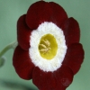 Auricula Geronimo - Abriachan Nurseries